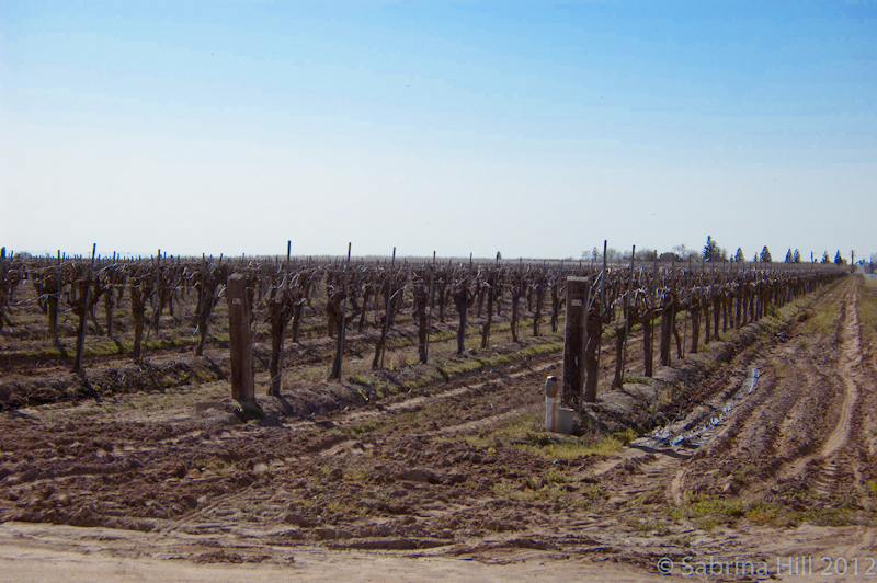 Future of Agriculture