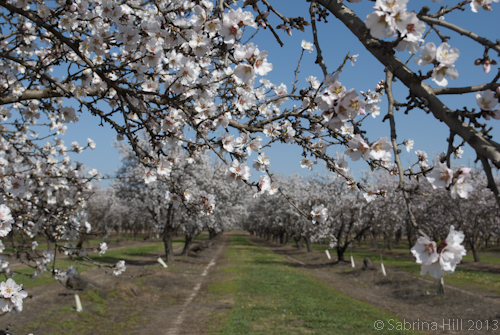 almond flowers