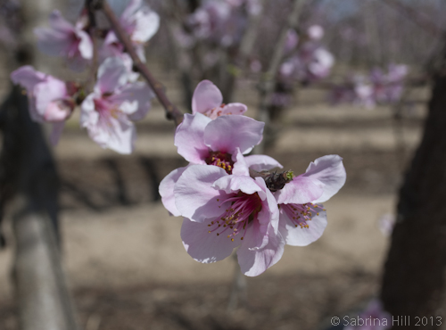 peach blossom