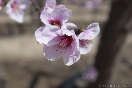 peach blossom