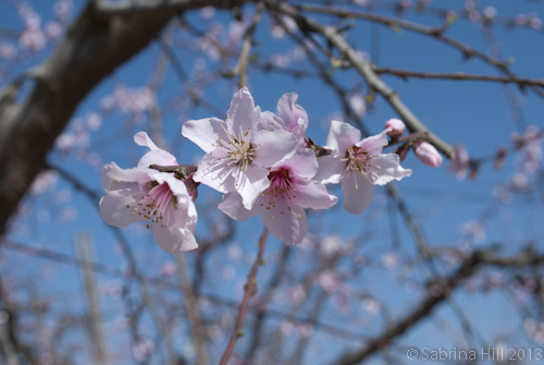 peach blossom