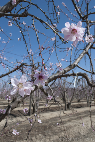 peach blossom