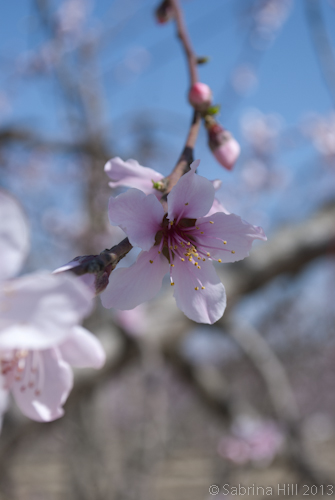 peach blossom
