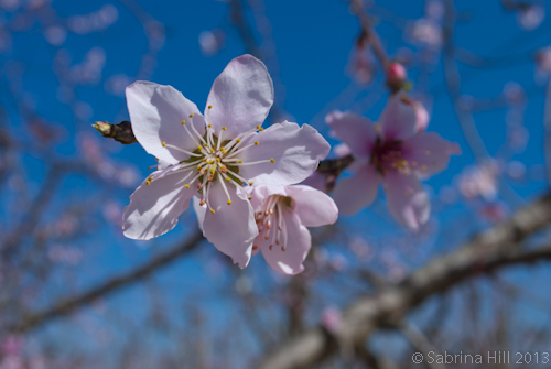 peach blossom