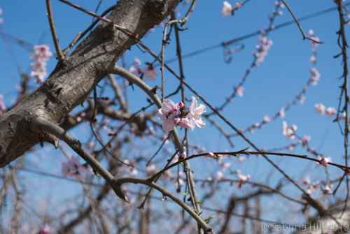 peach blossom