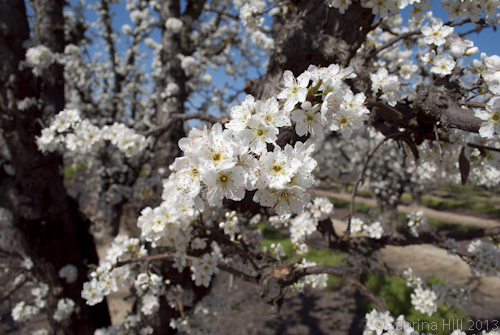 plum blossom