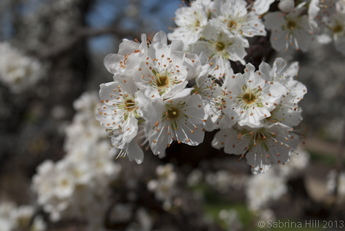 plum blossom
