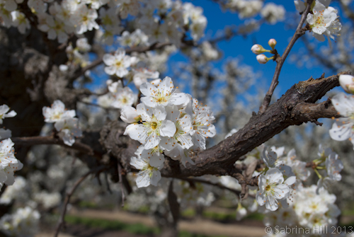 plum blossom
