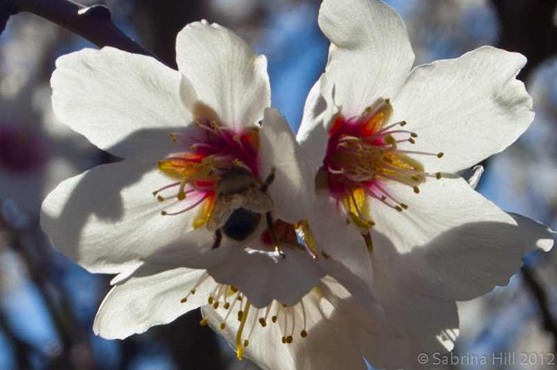 A honey bee on an almond blossom in California