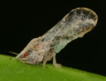Asian Citrus Psyllid