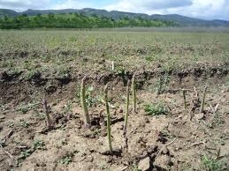 Asparagus