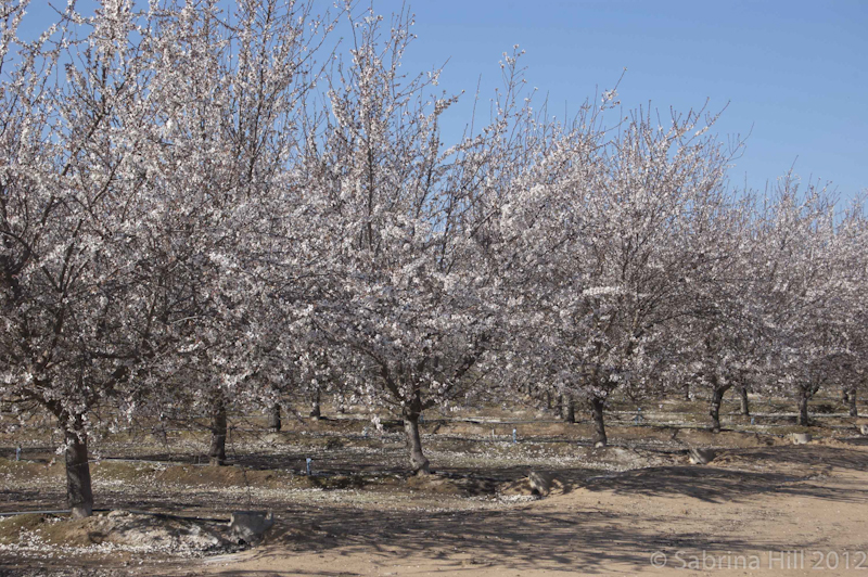 Blossom Trail Blossom Trail