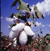 cotton