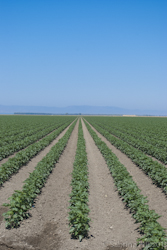 cotton rows Cotton Rows