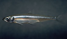 delta smelt