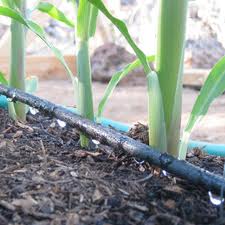 Drip Irrigation Drip Irrigation