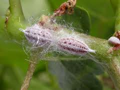 Gills Mealybug