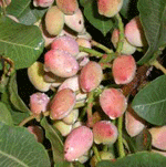 Record pistachio harvest