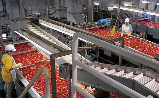 tomatoes Processing Tomatoes
