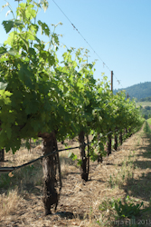 grapevines grapevines