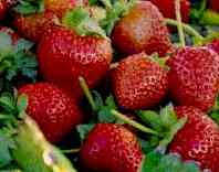 Strawberries