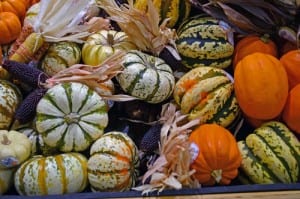 Pumpkins and Gourds