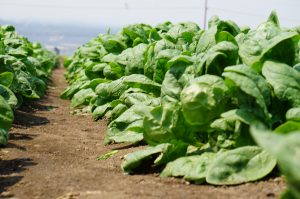 Spinach Varieties