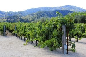 wine grape harvest