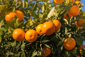 citrus farming
