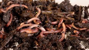 red worm composting
