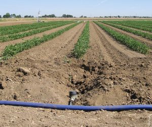 Subsurface Drip Irrigation